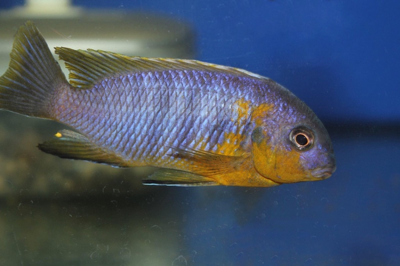 Tropheops sp. 'mauve yellow' Mara Rocks